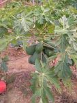 DSCN0033.JPG