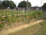 DSCN0041.JPG