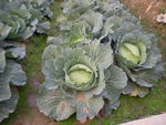 DSCN0042.JPG