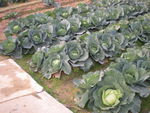 DSCN0043.JPG