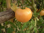 DSCN0050.JPG