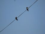 IMG_8239.JPG