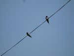 IMG_8240.JPG