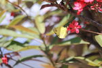 IMG_1052.JPG